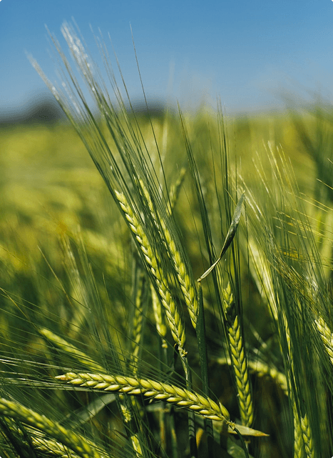 Agriculture