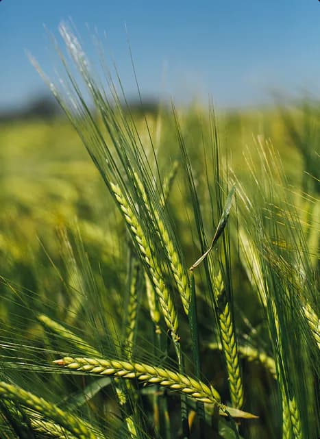 Agriculture