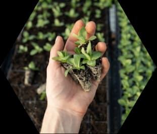 A hand holding a young seedling in front of a vertical farm